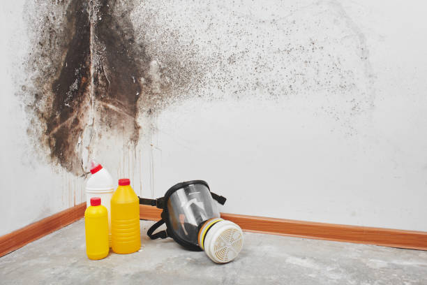 Best Mold Damage Repair  in New Buffalo, MI