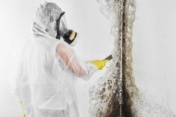Best Emergency Mold Removal  in New Buffalo, MI