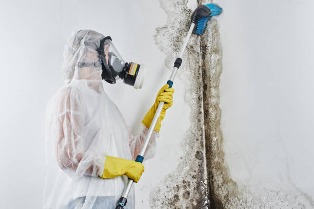 Best Commercial Mold Removal  in New Buffalo, MI