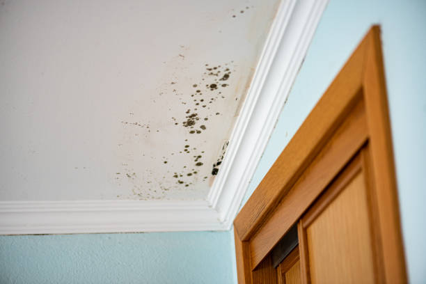 Best Home Mold Removal  in New Buffalo, MI