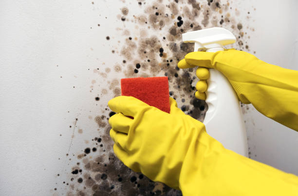 Best Home Mold Removal  in New Buffalo, MI
