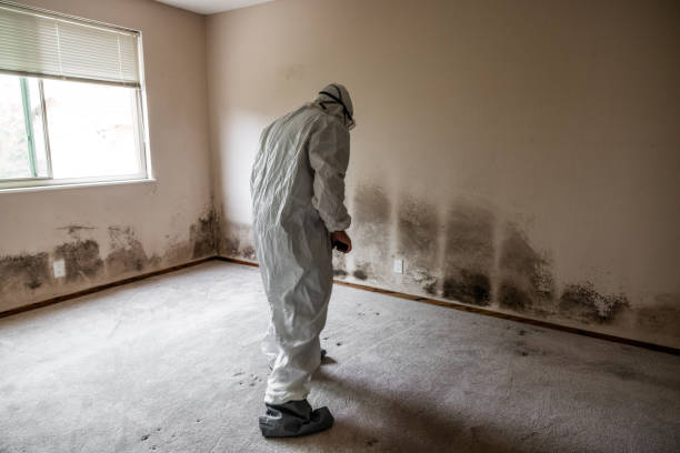 Crawl Space Mold Removal in New Buffalo, MI