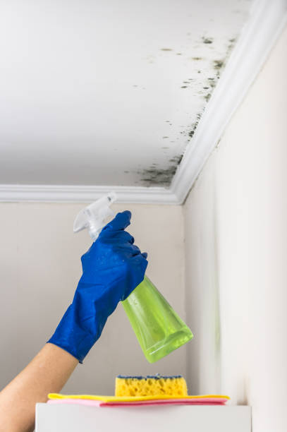 Best Local Mold Removal Service  in New Buffalo, MI