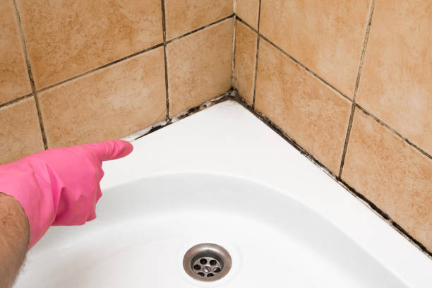 Best Professional Mold Removal  in New Buffalo, MI